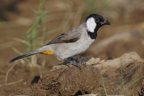 White-eared Bulbul (Pycnonotus leucotis), India