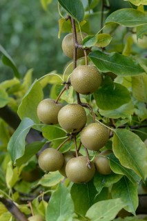 Pyrus pyrifolia 'Syn Wy Tu', Bundessortenamt Prüfstelle Wurzen, Federal Republic of Germany