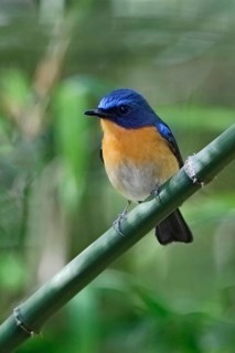 Hill Blue Flycatcher (Cyornis banyumas) male, Doi Ang Khang, Thailand