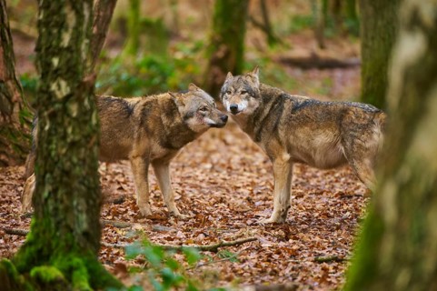 Two wolves communicating on a forest floor covered with leaves, wolf (Canis lupus), Germany