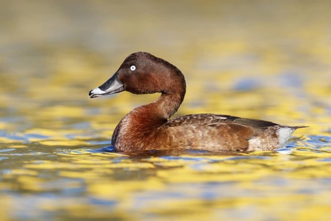 Hardhead (Aythya australis) male, Australia
