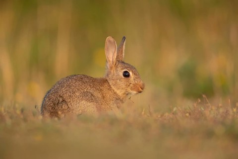 Rabbit (Oryctolagus cuniculus) juvenile baby bunny animal in grassland in summer, Suffolk, England,