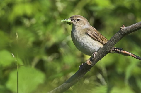 Garden Warbler (Sylvia borin), Rhineland-Palatinate, Germany