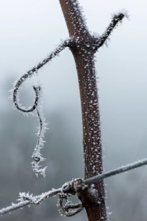 Frozen vine in a cold winter landscape, Reif, Rems Valley, Baden-Württemberg, Germany