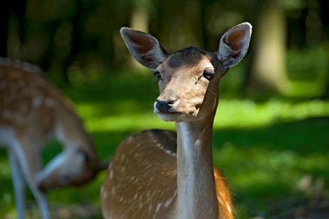 Fallow deer (Dama dama), female fallow deer standing in the sunny forest, looking into the camera,