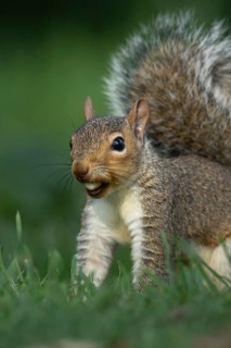 Grey squirrel (Sciurus carolinensis) adult animal with a Hazel tree nut in its mouth in the autumn,