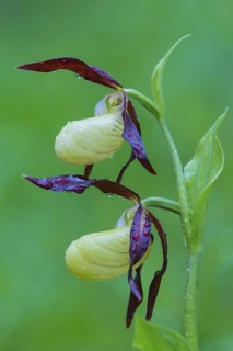 Yellow Lady's slipper orchid (Cypripedium calceolus) close-up, Lower Saxony, Germany