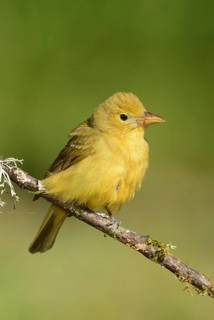 Summer Tanager (Piranga rubra), Texas, USA