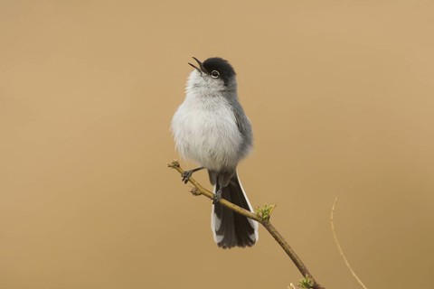 Black-tailed Gnatcatcher (Polioptila melanura) male singing, California, USA