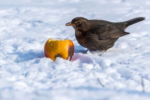 Common Blackbird (Turdus merula) female eating an apple in snow, Mecklenburg-Western Pomerania,
