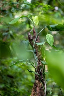 Salmoncatcher (Xiphorhynchus flavigaster), bird sitting on a tree trunk, Corcovado National Park,