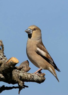 Hawfinch (Coccothraustes coccothraustes) female perched on a branch, Smaland, Schweden