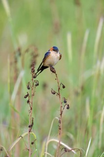 Rufous Swallow, (Cecropis rufula), Animals, Bird, Birds, Swallow, Swallow family, Lesbos, Greece