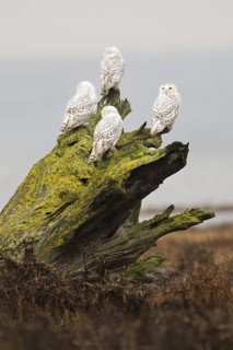 Snowy Owl (Bubo scandiacus) juvenile, British Columbia, Canada