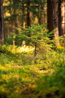 Small fir tree in the forest, illuminated by warm sunlight, surrounded by lush greenery, Gechingen,