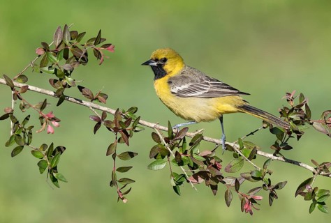 Orchard Oriole (Icterus spurius) perched on a branch, Texas, USA