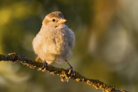 House Sparrow (Passer domesticus) juvenile, Castile-La Mancha, Spain