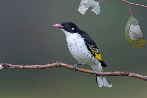 Painted Honeyeater (Grantiella picta), New South Wales, Australia