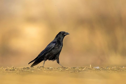 Carrion Crow (Corvus corone), North Rhine-Westphalia, Germany