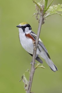 Chestnut-sided Warbler (Setophaga pensylvanica), Ontario, Canada