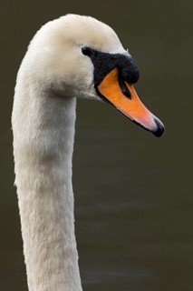 Mute Swan (Cygnus olor), Baden-Wuerttemberg, Germany