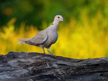 Eurasian collared dove, (Streptopelia decaocto), animals, birds, pigeon family, biotope, habitat,