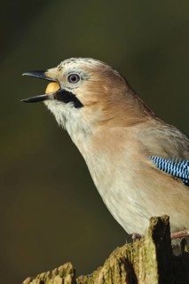 Eurasian Jay (Garrulus glandarius), Lower Saxony, Germany