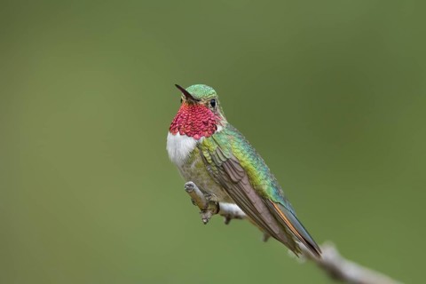 Broad-tailed Hummingbird Selasphorus platycercus Huachuca Mountains, Cochise County, ARIZONA,