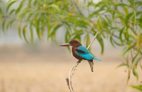 A white-throated kingfisher (Halcyon smyrnensis), Sreepur, Gazipur, Bangladesh