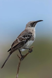 Hood Mockingbird (Mimus macdonaldi), Galapagos, Ecuador