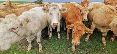Close-up of several cows (bos taurus) on a green meadow, Franconian Forest nature park Park