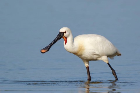 Eurasian Spoonbill (Platalea leucorodia) foraging in shallow water, Netherlands