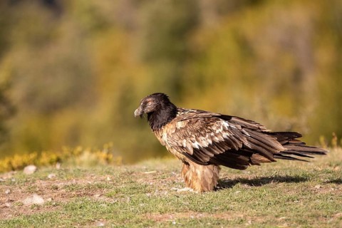 Bearded Vulture (Gypaetus barbatus) juvenile, Aragon, Spain