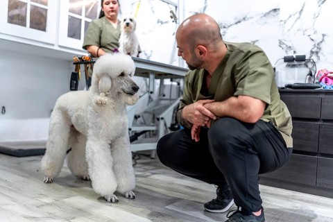 Skilled pet groomers attending to a well groomed white poodle in a modern grooming salon,