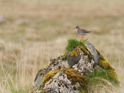 Common Redshank (Tringa totanus), Iceland