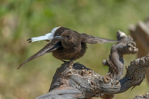 Black Wheatear (Oenanthe leucura), Province of Valencia, Spain