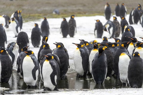 King penguins (Aptenodytes patagonicus), colony of adults on snow-covered ground with puddles of