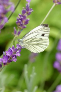 Cabbage butterfly (Pieris brassicae) female on a flower of true lavender (Lavandula angustifolia),