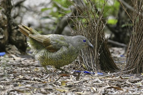 Satin Bowerbird (Ptilonorhynchus violaceus) juvenile male, Canberra, Australia