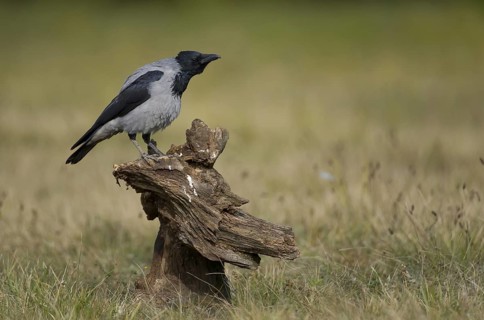 Hooded Crow (Corvus cornix) calling, Poland