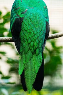 Golden-headed quetzal (Pharomachrus auriceps) detailed study of the feathers on the back of an