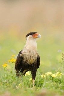 Northern Crested Caracara (Caracara cheriway), Texas, USA