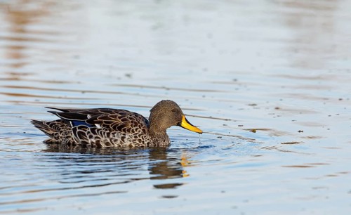 Yellow-billed duck, (Anas undulata), animals, birds, duck birds, ducks, Marievale Bird Sanctuary,