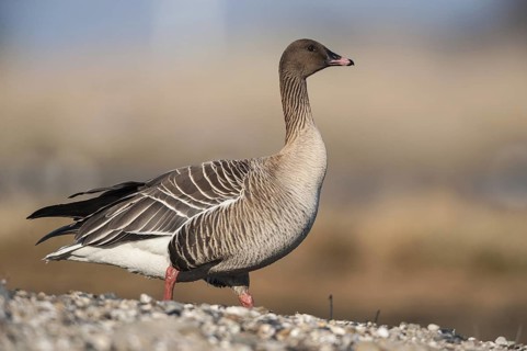 Pink-footed Goose (Anser brachyrhynchus), Schleswig-Holstein, Germany
