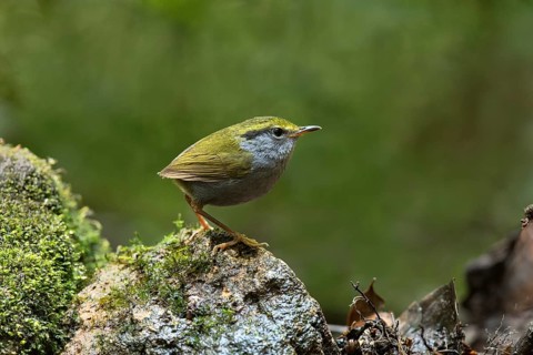 Grey-bellied Tesia (Tesia cyaniventer), Bidoup National Park, Vietnam