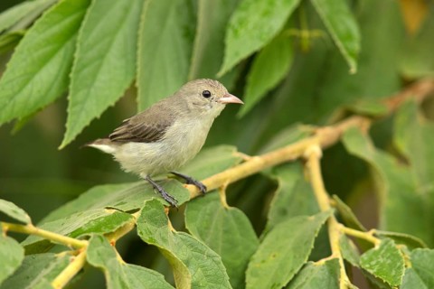 Pale-billed Flowerpecker (Dicaeum erythrorhynchos) perched on a branch, Udawalawe National Park,