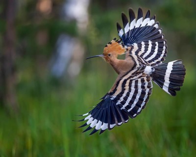 Eurasian Hoopoe (Upupa epops) flying, Saxony-Anhalt, Germany