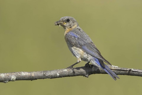 Eastern Bluebird (Sialia sialis), Ontario, Canada