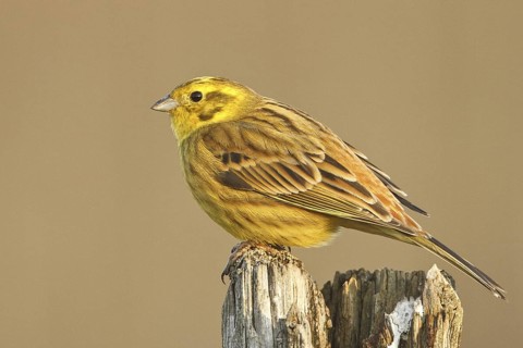 Yellowhammer (Emberiza citrinella) male, Rhineland-Palatinate, Germany