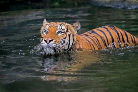 Malaysia tiger (Panthera tigris jacksoni), adult, in water, swimming, Malaysia, Southeast Asia